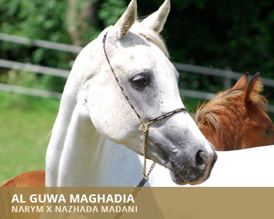 Al Guwa Maghadia