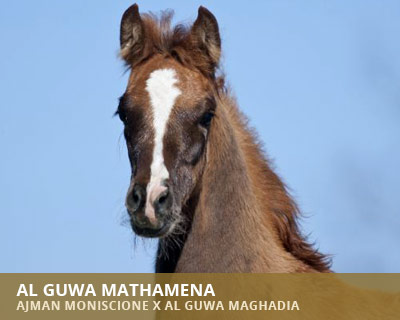 Al Guwa Mathamena