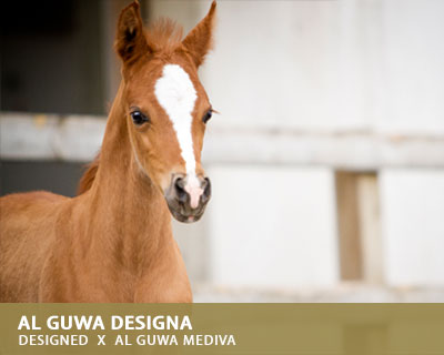 Al Guwa Designa