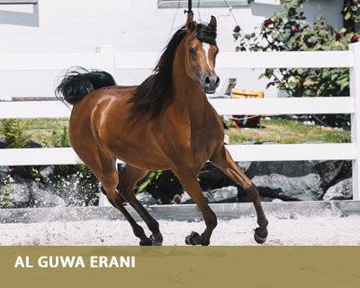 Al Guwa Erani